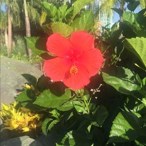 Meet your Posher, Tamara